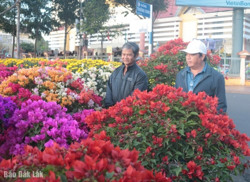 Sôi động thị trường hoa Tết