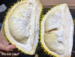 Cảnh báo bán “sầu riêng non chín ép”