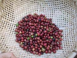 Giá cà phê hôm nay 22-1: Tăng phi mã