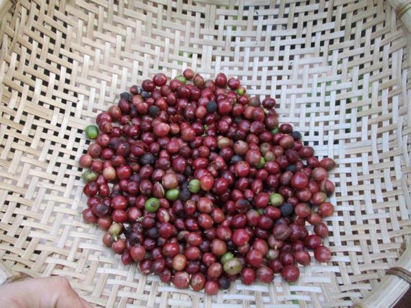 Giá cà phê hôm nay 22-1: Tăng phi mã