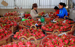 Xuất khẩu trái cây kỳ vọng bứt phá