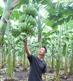 Trồng chuối Thái - hướng đi mới nhiều triển vọng