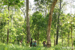 Đắk Lắk phát động phong trào “Tết trồng cây đời đời nhớ ơn Bác Hồ” và tăng cường công tác quản lý, bảo vệ rừng