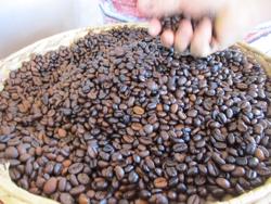 Giá cà phê hôm nay 7-1: Biến động trái chiều và con số bất ngờ từ khối ngoại