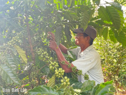 Huyện Krông Búk: Sức bật từ nông nghiệp