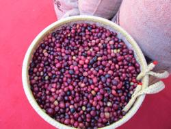 Giá cà phê hôm nay 8-1: Đồng loạt tăng mạnh, Robusta trở lại mốc 5.000 USD/tấn