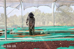 Tổng kim ngạch xuất khẩu năm 2024 đạt hơn 1,8 tỷ USD