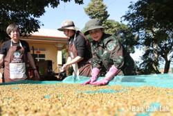 Ban hành Quy chế quản lý chỉ dẫn địa lý “Buôn Ma Thuột” cho cà phê Robusta