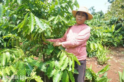 Phụ nữ thị xã Buôn Hồ giúp nhau phát triển kinh tế