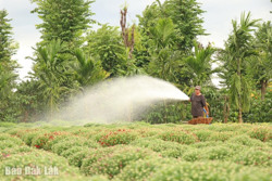 Sức tiêu thụ chậm, người trồng hoa Tết lo lắng