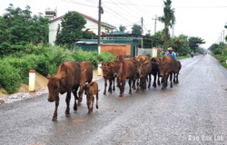 Không chủ quan, không lơ là trong công tác phòng, chống dịch bệnh trên đàn vật nuôi