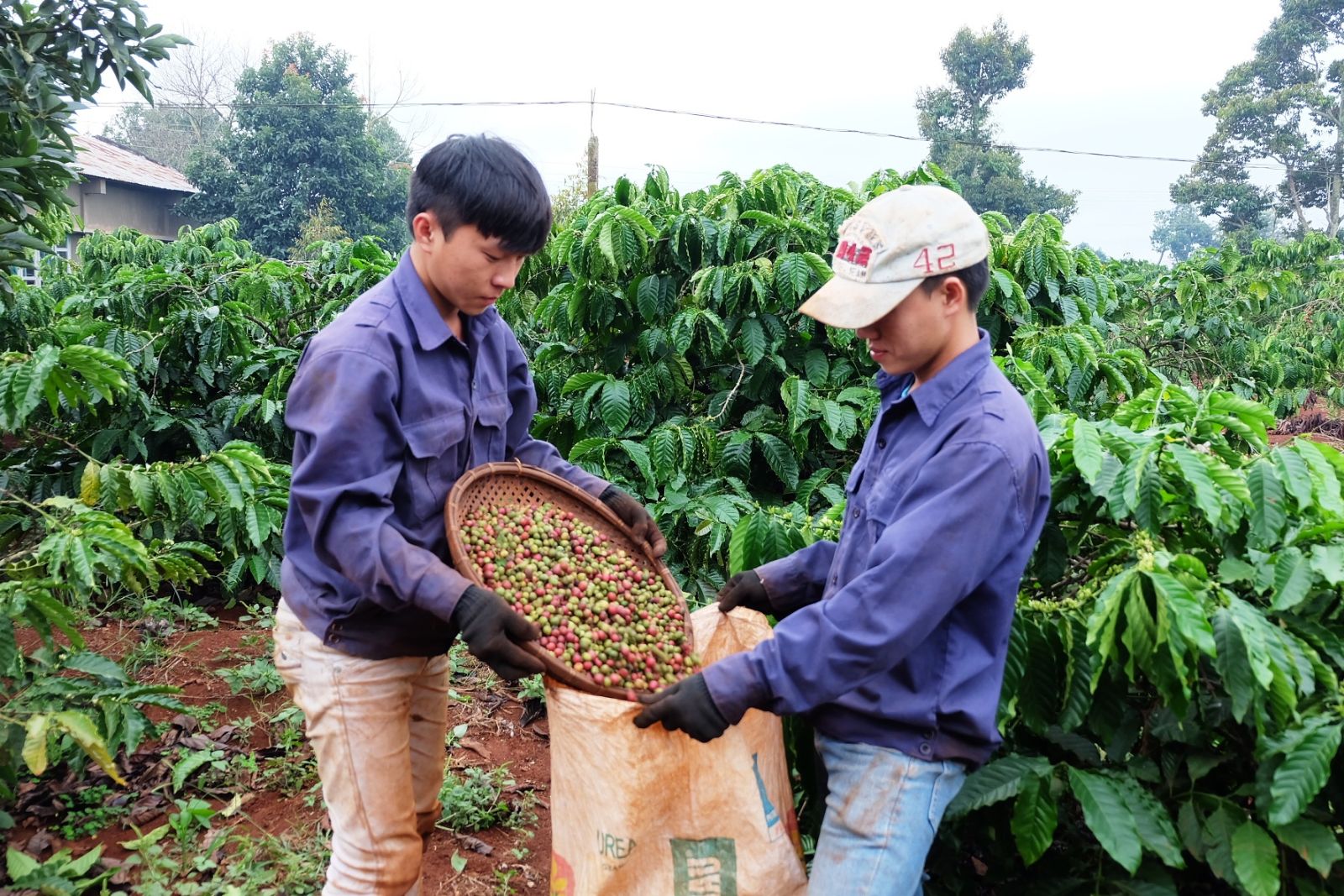 Người dân ở huyện Krông Pak thu hoạch cà phê.