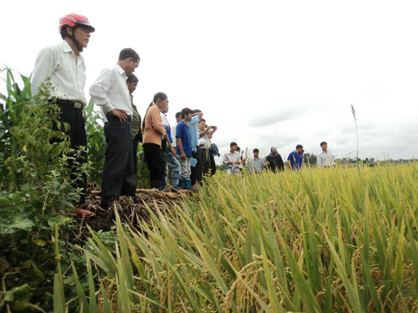 Đông đảo nông dân tham gia Hội thảo lúa nước ở xã Cư M’gar.