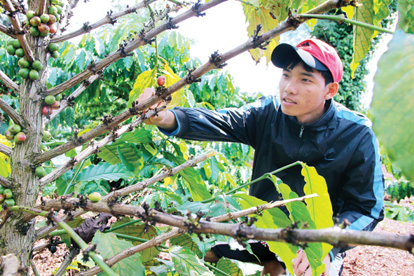 Vườn cây  của gia đình ông  Nguyễn Văn Ngọ  (thôn 6, xã Ea Kpam, huyện Cư M’gar)  bị kẻ trộm bẻ cành. 
