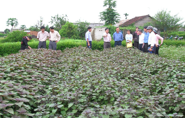 Sản xuất rau an toàn ở phường Khánh Xuân (TP. Buôn Ma Thuột) để hướng đến phát triển nông nghiệp hữu cơ.  