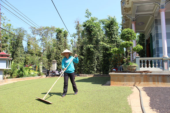 Mô hình trồng tiêu đã mang lại hiệu quả kinh tế cao cho nhiều hộ gia đình. Trong ảnh: Chị Lê Thị Hằng, thôn 23, xã Ea Ning (Cư Kuin) đang phơi tiêu.
