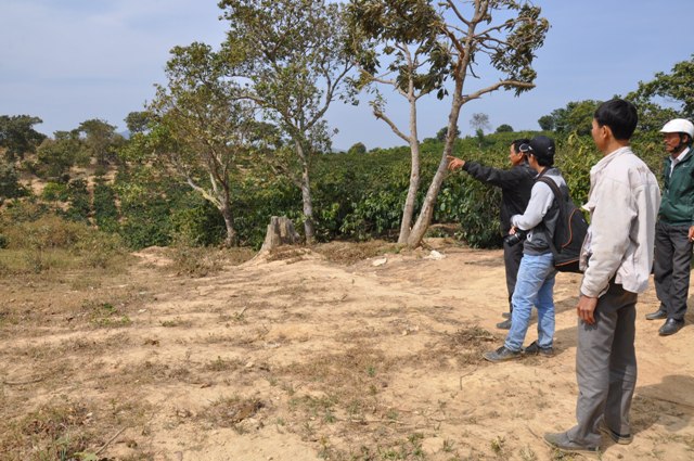  10 ha  cây trồng tại khu vực đồi Ea Chai đang bị  bỏ không.