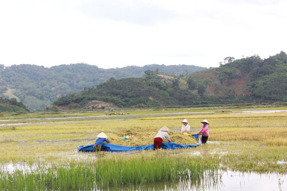 Gặt lúa ở ruộng ngập nước.