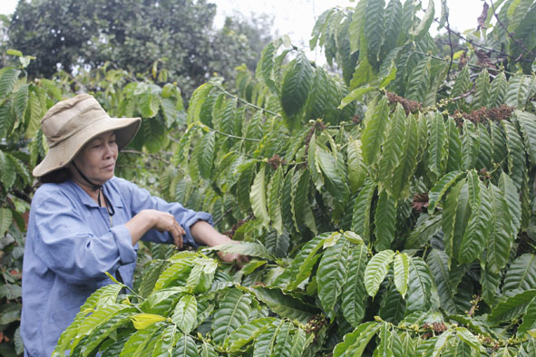 Phần lớn diện tích cà phê trong tỉnh đều do các hộ tư nhân quản lý. Trong ảnh: Người dân ở thị xã Buôn Hồ đang chăm sóc vườn cà phê. Ảnh: L.T