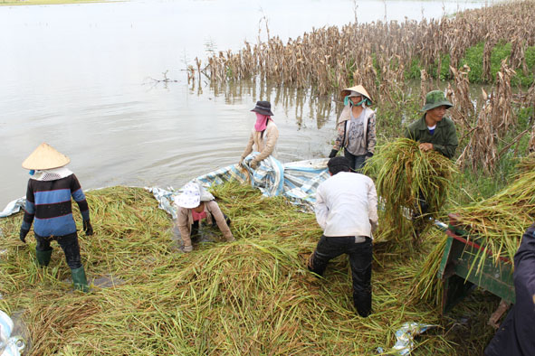 Người dân vất vả đưa lúa từ bè lên xe.