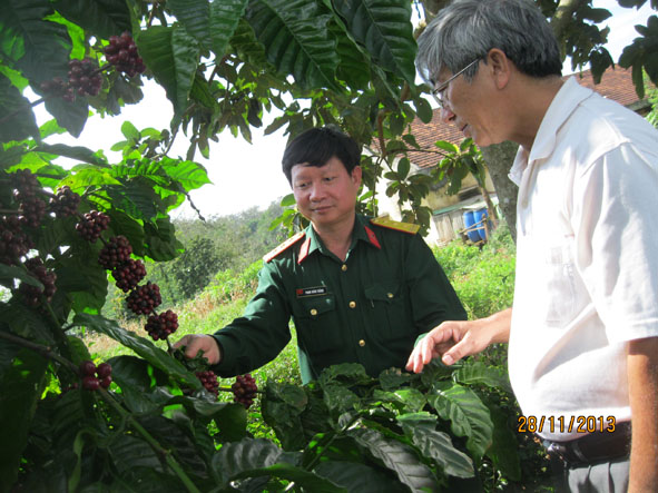 Cán bộ Hiệp hội Cà phê Buôn Ma Thuột đang kiểm tra vườn cà phê  của Công ty TNHH MTV Cà phê 15.