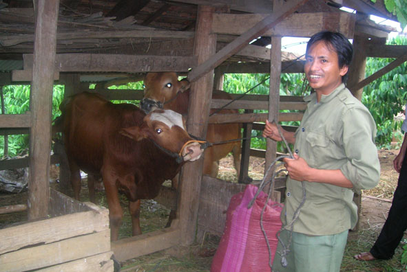 Chăn nuôi bò nông hộ sẽ được Dự án giảm nghèo khu vực Tây Nguyên tại Dak Lak lựa chọn làm mô hình đa dạng hóa sinh kế để triển khai tại các xã dự án.Trong ảnh: Chăn nuôi bò ở xã Xuân Phú, huyện Ea Kar).
