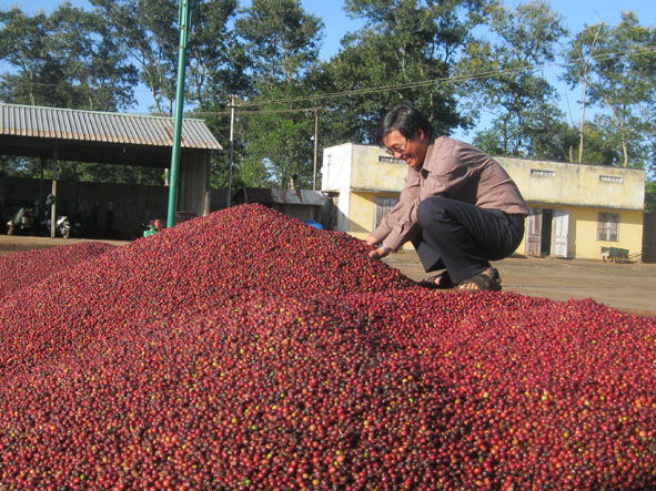 Tỷ lệ cà phê chín tại Công ty TNHH MTV Xuất nhập khẩu 2-9 Dak Lak đạt trên 85%.