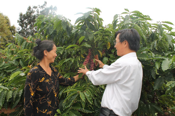 Vườn cà phê của nông dân tham gia sản xuất cà phê có chứng nhận Fairtrade của HTX Thương mại Công Bằng Cư Dliê Mnông.