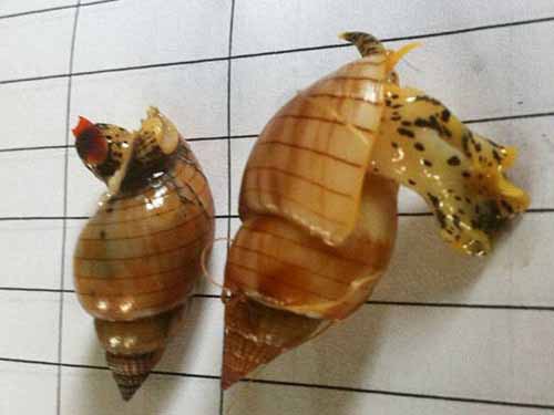 Loài ốc gây tử vong cho 3 ngư dân ở Thanh Hóa chứa độc tố cực mạnh (Ảnh do Cục An toàn thực phẩm cung cấp)