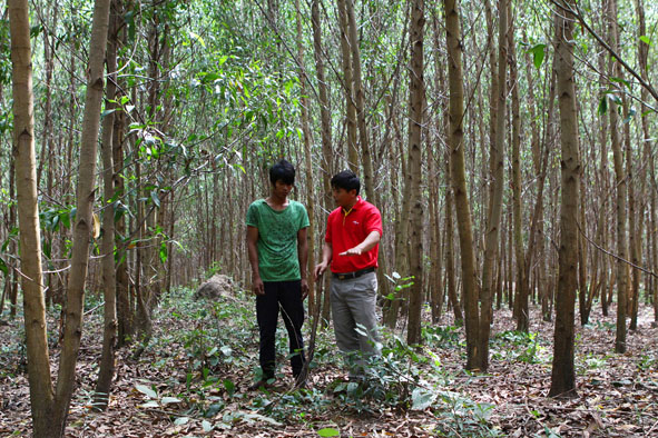 Cán bộ Công ty  Lâm nghiệp Krông Bông hướng dẫn người dân chăm sóc rừng trồng.    