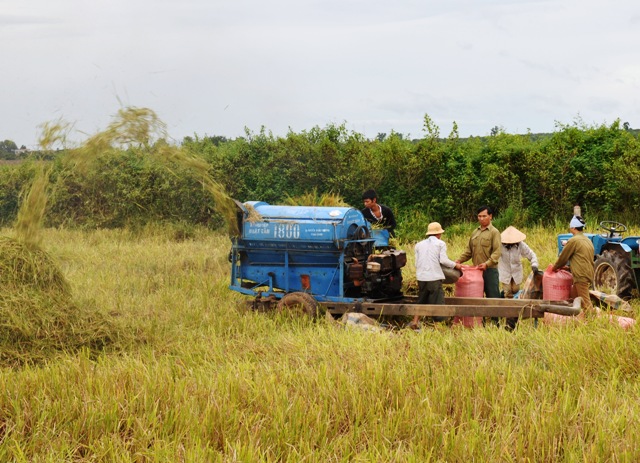 Thu hoạch lúa tại huyện Ea Súp