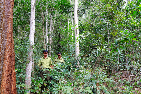 Kiểm lâm địa bàn kiểm tra rừng ở xã Cư Yang.