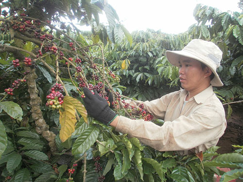 Người trồng cà phê đang găm hàng giữ giá và muốn “làm chủ” giá mặt hàng này trên thị trường thế giới như đã từng làm được với hồ tiêu Ảnh: CAO NGUYÊN