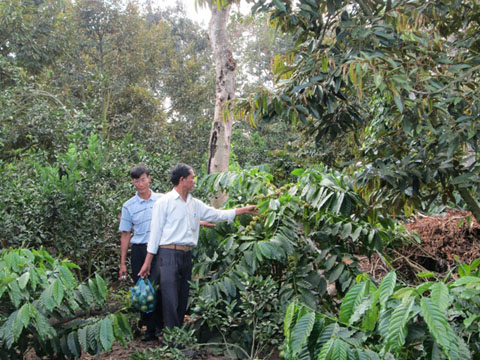 Cán bộ khuyến nông huyện Krông Năng tham quan mô hình cà phê bền vững tại xã Ea Púk 