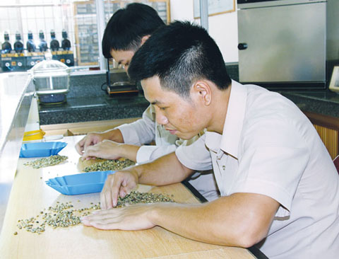 Công nhân Công ty  Cổ phần giám định  cà phê và  hàng hóa xuất  nhập khẩu Cafecontrol chi nhánh Đắk Lắk kiểm tra lỗi  trên sản phẩm  cà phê nhân.