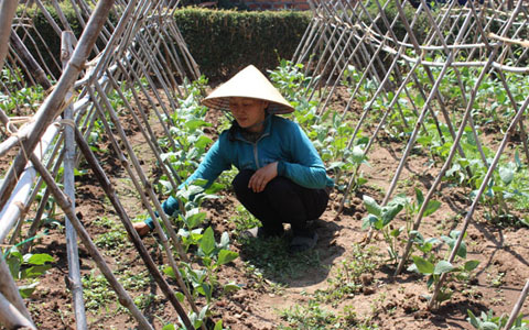 Chị Nguyễn Thị Mai Hương chăm sóc vườn rau của gia đình.
