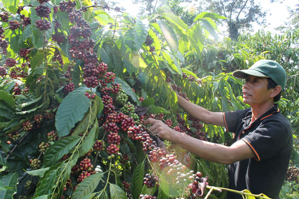 Liên kết sản xuất giúp người dân Krông Pắc bảo vệ tốt vườn cà phê mùa thu hoạch. 