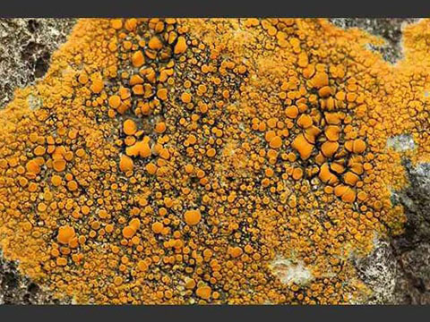 Địa y Caloplaca lichen Ảnh: MEDICAL XPRESS