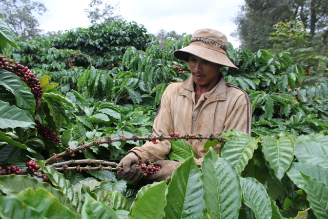 Nông dân huyện Krông Pắk thu hoạch cà phê đạt chứng nhận UTZ