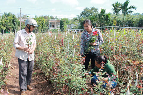 Mô hình trồng hoa hồng của chị Nguyễn Thị Vân, một nông dân sản xuất giỏi ở phường Ea Tam (TP. Buôn Ma Thuột).