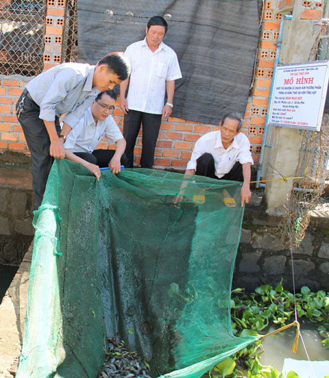 Mô hình nuôi cá chạch bùn theo hướng công nghiệp  ở xã Ea Phê (huyện Krông Pắc).