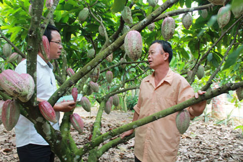 Vườn ca cao đang giai đoạn kinh doanh của nông dân  xã Ea Sar (huyện Ea Kar).