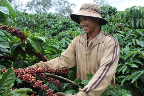Người dân xã Hòa Đông, huyện Krông Pắc thu hoạch cà phê  chứng nhận UTZ. 