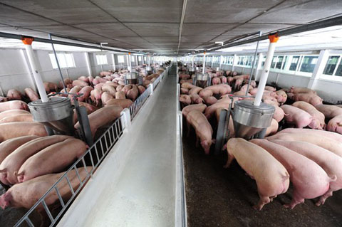 Thịt an toàn là nguồn thịt được giám sát chặt chẽ từ trại nuôi đến tay người tiêu dùng