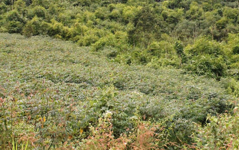 Nhiều diện tích rừng ở huyện Krông Bông bị lấn chiếm để trồng sắn