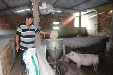Mô hình nuôi heo thịt trên đệm lót sinh học của gia đình  ông Mai Thạch Khanh.