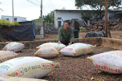 Niềm vui  của một nông dân phường Tự An, TP. Buôn Ma Thuột khi  thu hoạch xong  cà phê.