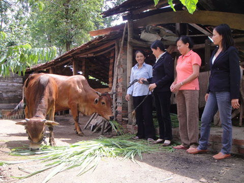 Một hộ dân huyện Ea Kar đầu tư cho chăn nuôi từ nguồn vốn vay của NHCSXH