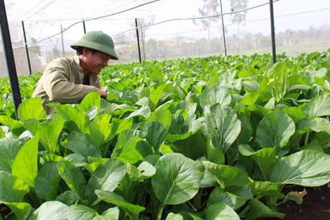Sản xuất rau theo tiêu chuẩn VietGAP tại xã Hòa Hiệp, huyện Cư Kuin.