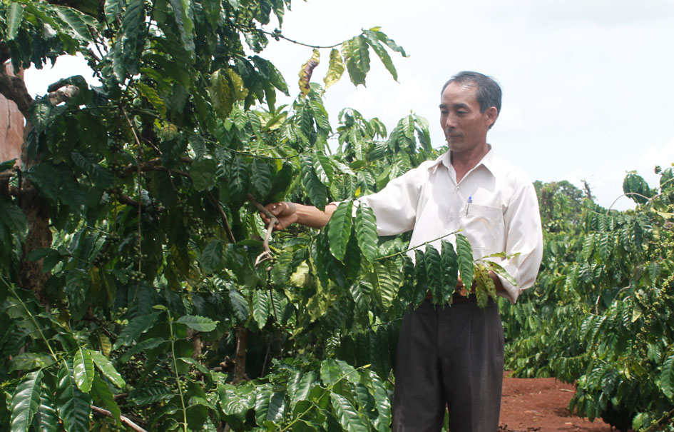 Cựu chiến binh Vũ Ngọc Nhanh (xã Quảng Hiệp) chăm sóc vườn cà phê.